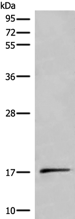 Rabbit Polyclonal Antibody to UCN3