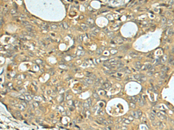 Rabbit Polyclonal Antibody to NAT8L