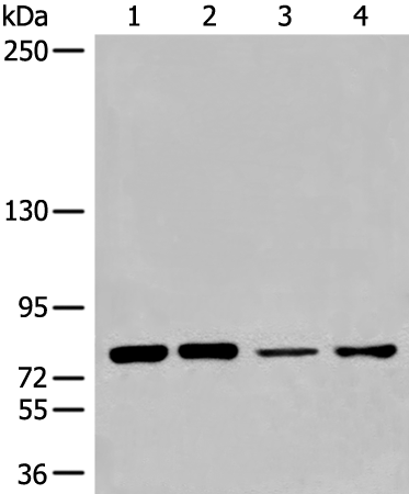 Rabbit Polyclonal Antibody to NCBP1