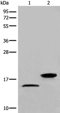 Rabbit Polyclonal Antibody to MAP1LC3B