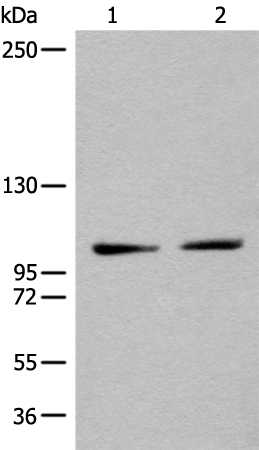 Rabbit Polyclonal Antibody to XPO1