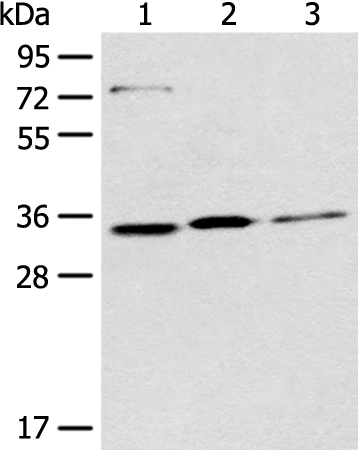 Rabbit Polyclonal Antibody to MORF4L2