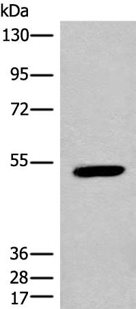 Rabbit Polyclonal Antibody to IFFO2