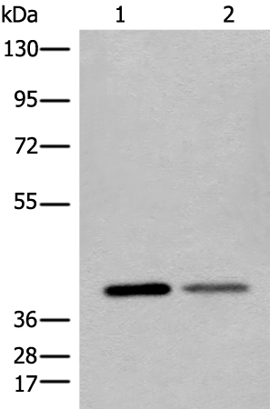 Rabbit Polyclonal Antibody to L1RE1