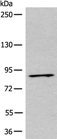Rabbit Polyclonal Antibody to MARK3