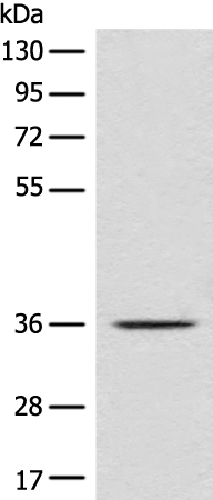 Rabbit Polyclonal Antibody to RGN