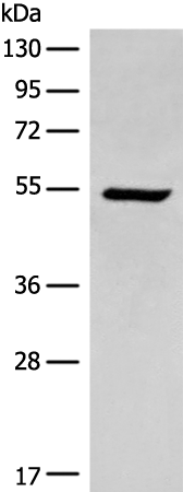 Rabbit Polyclonal Antibody to ACD