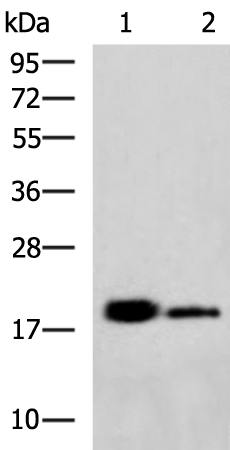 Rabbit Polyclonal Antibody to PSEN1