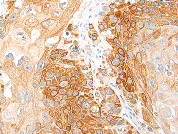 Rabbit Polyclonal Antibody to CCL19