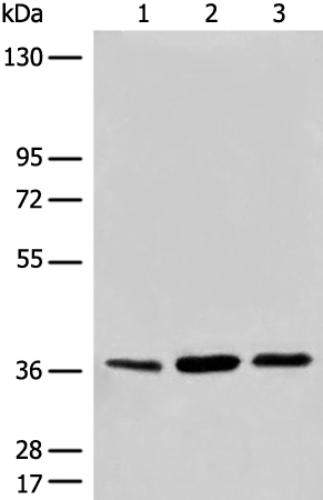Rabbit Polyclonal Antibody to CDX4