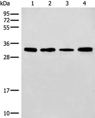 Rabbit Polyclonal Antibody to ERCC1