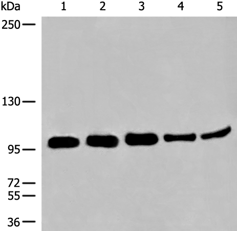 Rabbit Polyclonal Antibody to MSH2