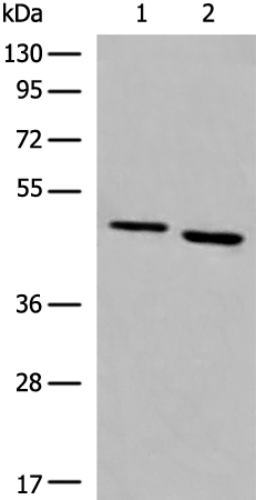 Rabbit Polyclonal Antibody to NR2F1