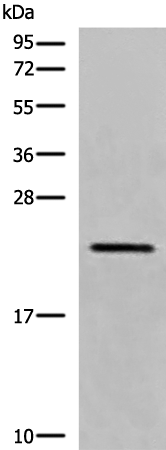 Rabbit Polyclonal Antibody to CREG1