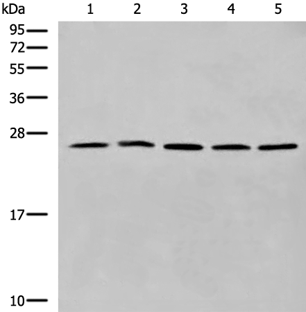 Rabbit Polyclonal Antibody to CYB5D1