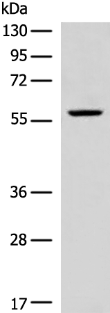 Rabbit Polyclonal Antibody to CYP2A13