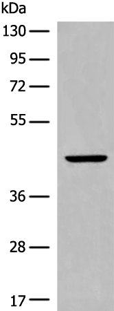 Rabbit Polyclonal Antibody to CYSLTR2