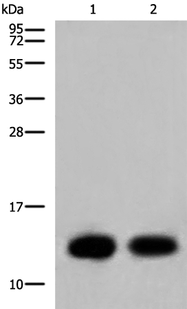 Rabbit Polyclonal Antibody to COX6C