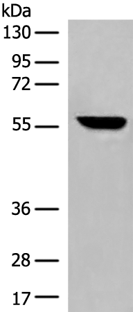 Rabbit Polyclonal Antibody to CYP3A5