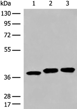 Rabbit Polyclonal Antibody to DCUN1D3