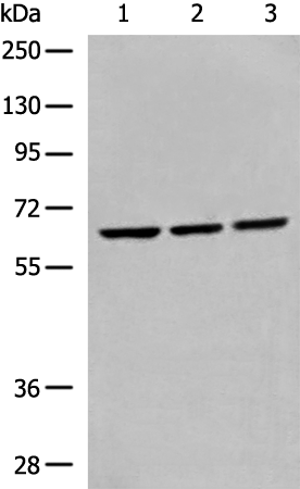 Rabbit Polyclonal Antibody to DDX56