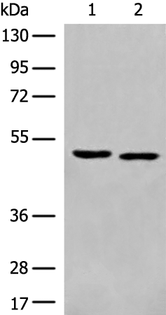 Rabbit Polyclonal Antibody to ALX4