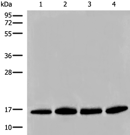 Rabbit Polyclonal Antibody to H2BC1