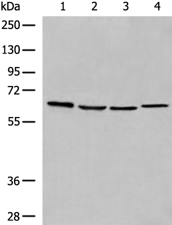 Rabbit Polyclonal Antibody to HNF1A