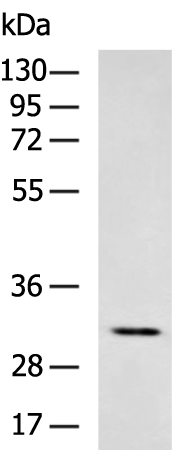 Rabbit Polyclonal Antibody to SGCG