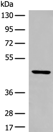 Rabbit Polyclonal Antibody to DEPTOR