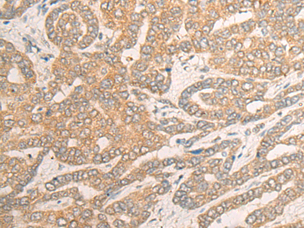 Rabbit Polyclonal Antibody to DNAJC8