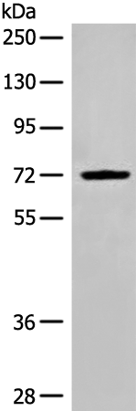 Rabbit Polyclonal Antibody to DLL1