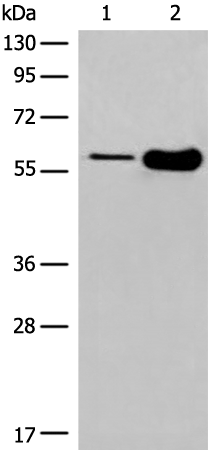 Rabbit Polyclonal Antibody to DLL3