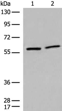 Rabbit Polyclonal Antibody to DMAP1