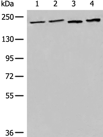 Rabbit Polyclonal Antibody to EEA1