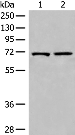 Rabbit Polyclonal Antibody to EEPD1