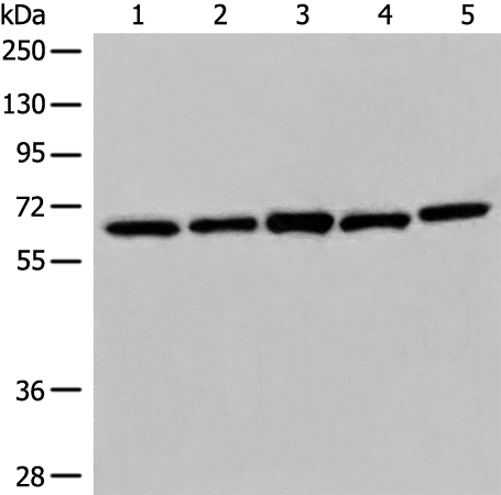 Rabbit Polyclonal Antibody to EHD1