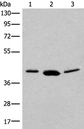 Rabbit Polyclonal Antibody to MRI1