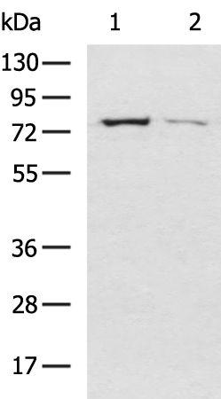 Rabbit Polyclonal Antibody to ELMO2