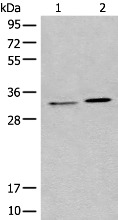 Rabbit Polyclonal Antibody to TMEM192