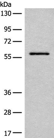 Rabbit Polyclonal Antibody to ENO4