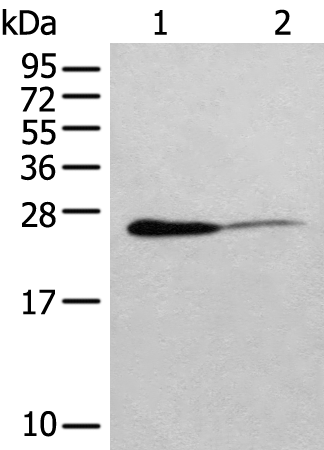 Rabbit Polyclonal Antibody to IL11