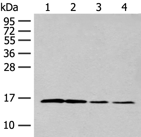 Rabbit Polyclonal Antibody to MYDGF