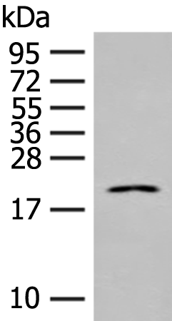 Rabbit Polyclonal Antibody to IL23A