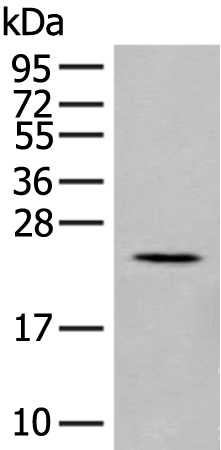 Rabbit Polyclonal Antibody to IL17B