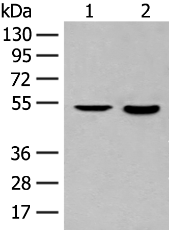 Rabbit Polyclonal Antibody to IL7R