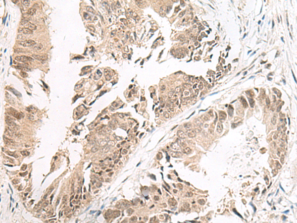 Rabbit Polyclonal Antibody to SOX3