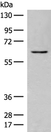 Rabbit Polyclonal Antibody to ME2