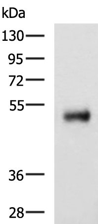 Rabbit Polyclonal Antibody to METTL17