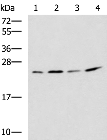 Rabbit Polyclonal Antibody to MOB3B